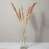 Bunch of Pampas Grass, Small, Brown^Be Home Best Sale
