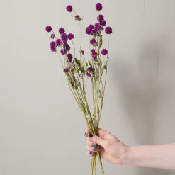 Bunch of Purple Globe Amaranth^Be Home Cheap