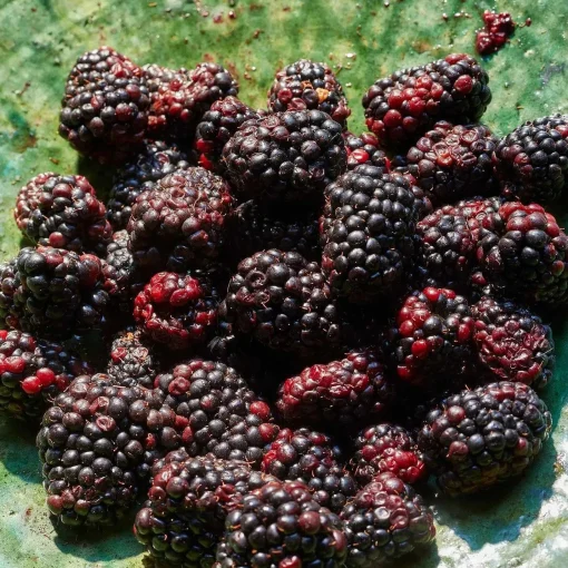 Flamingo Estate Blackberry Vinegar